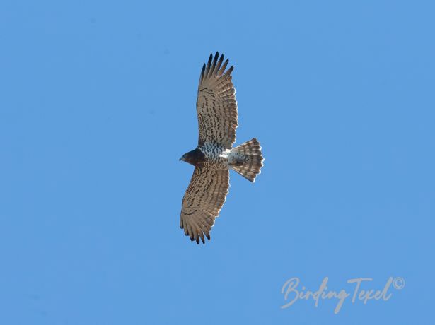 short toedsnakeeagle