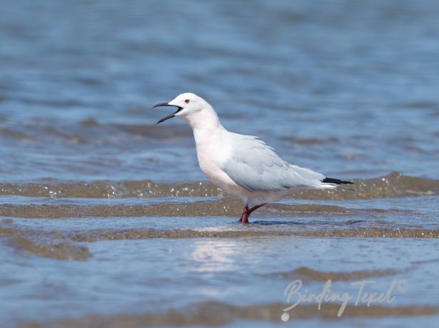 slender billedgull8032017