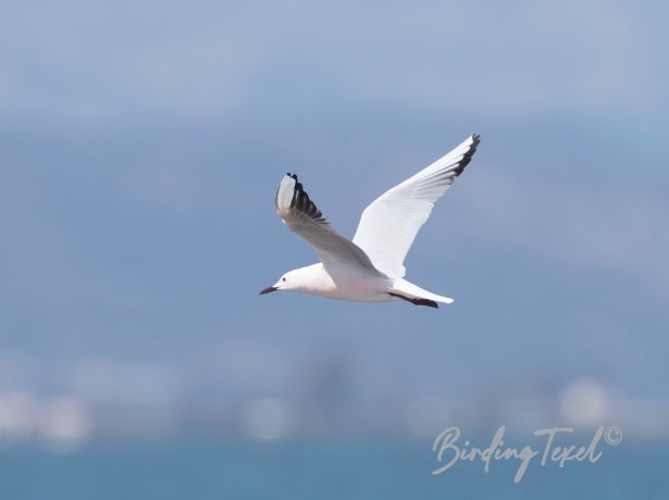 slender billedgull