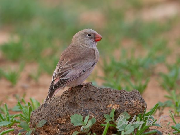 trumpeterfinch