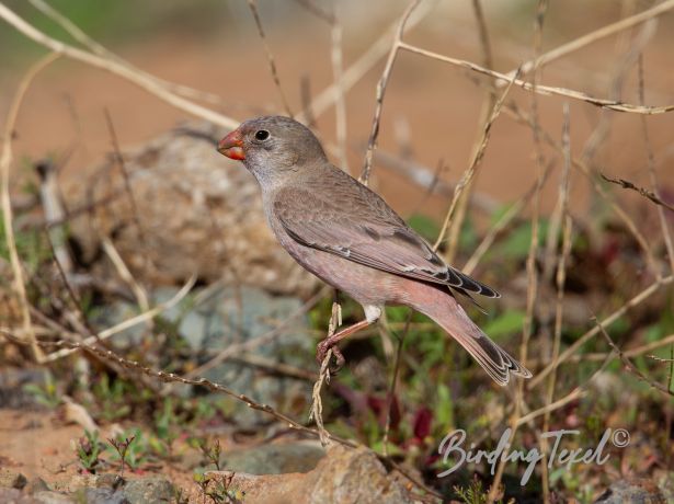 trumpeterfinch