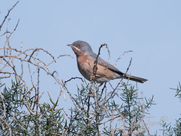 westernsubalpinewarbler