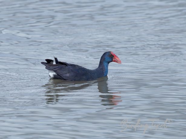 westernswamphen