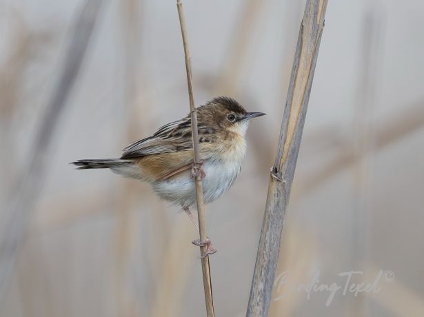 zittingcisticola