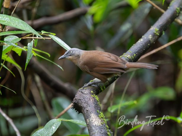 ashy headedlaughingthrush