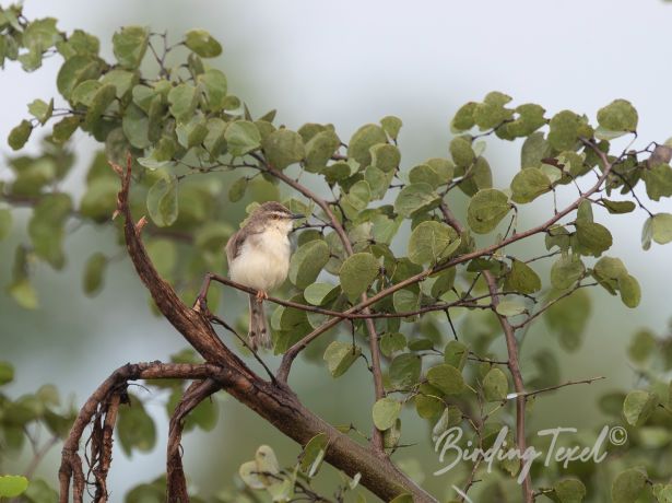 ashyprinia06122019