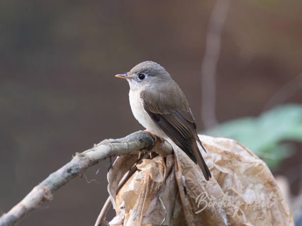 asianbrownflycatcher