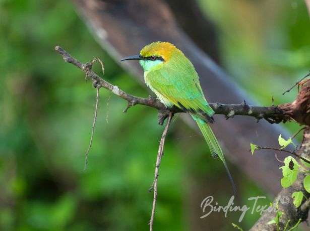 asiangreenbee eater