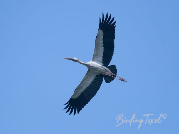 asianopenbill