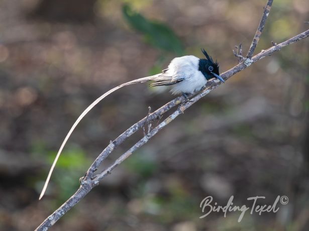 asianparadise flycatcher