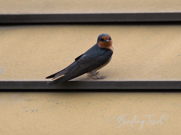 barnswallow