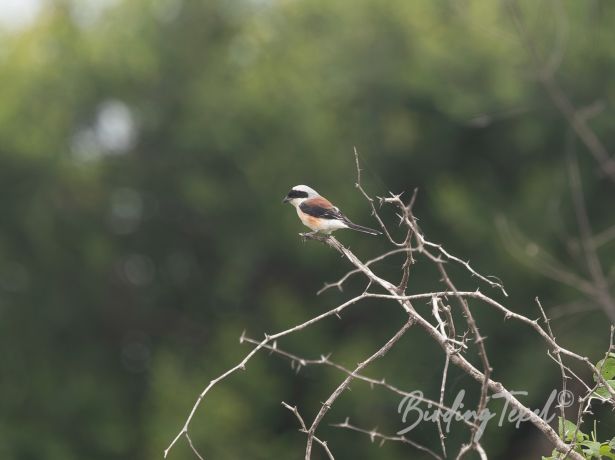 bay backedshrike