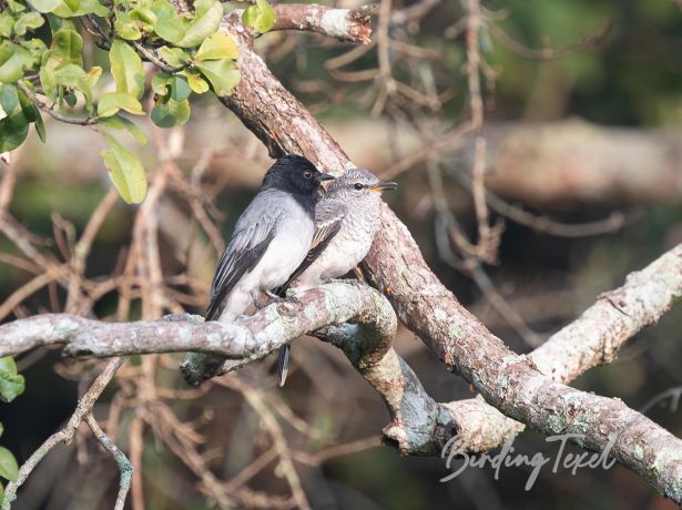 black headedcuckooshrike