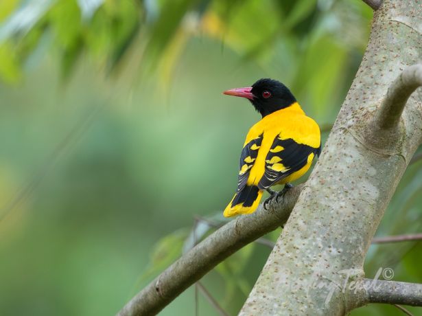 black hoodedoriole