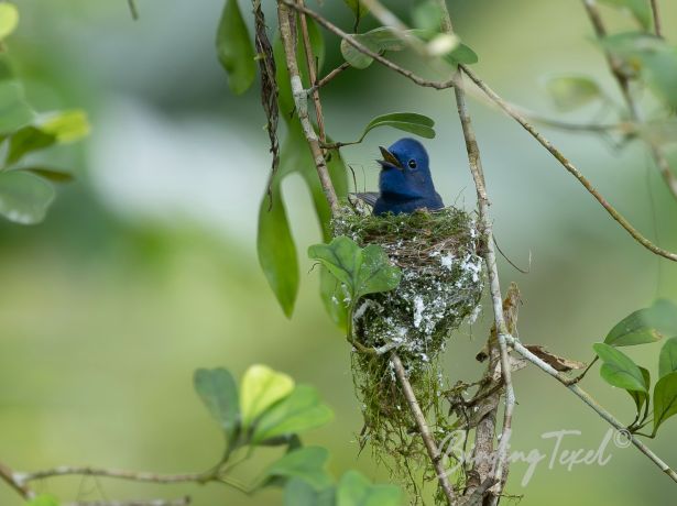 black napedmonarch