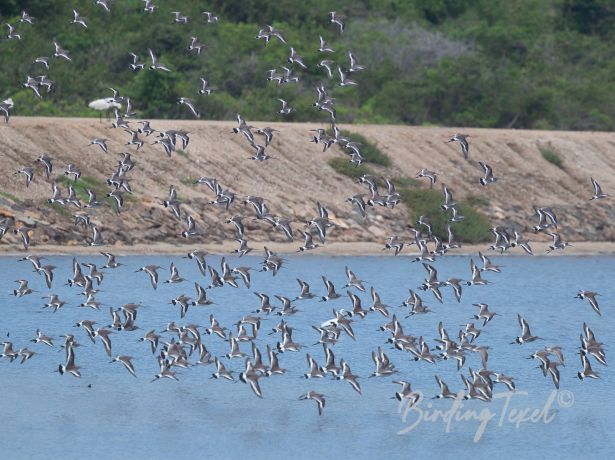 black tailedgodwit