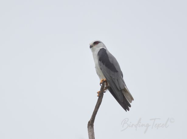 black wingedkite