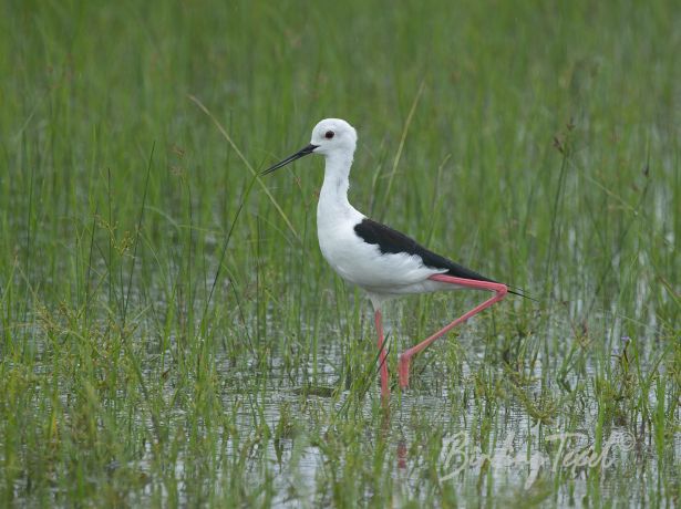 black wingedstilt