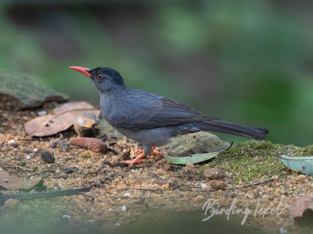 blackbulbul