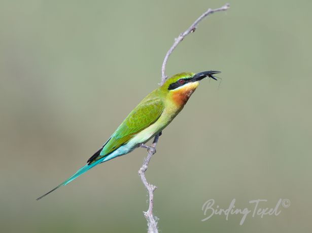 blue tailed bee eater