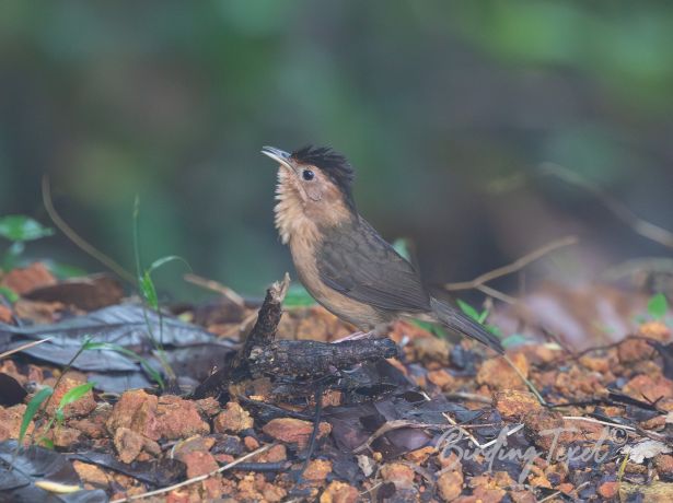 brown cappedbabbler