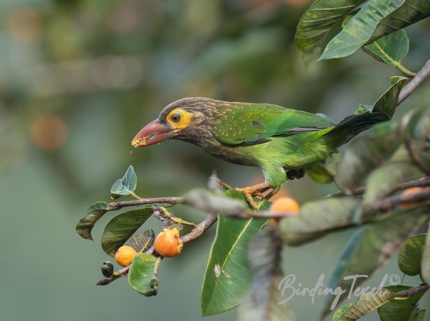 brown headed barbet