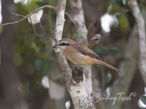 brownshrike