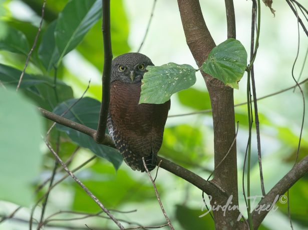 chestnut backedowlet