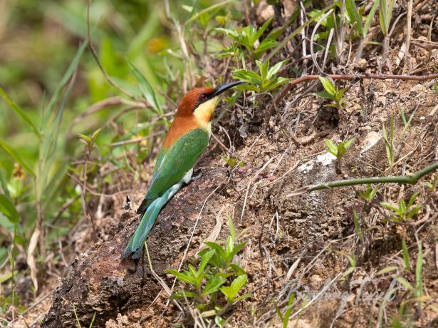 chestnut headedbee eater