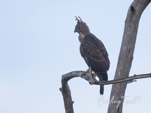 crestedhawkeagle