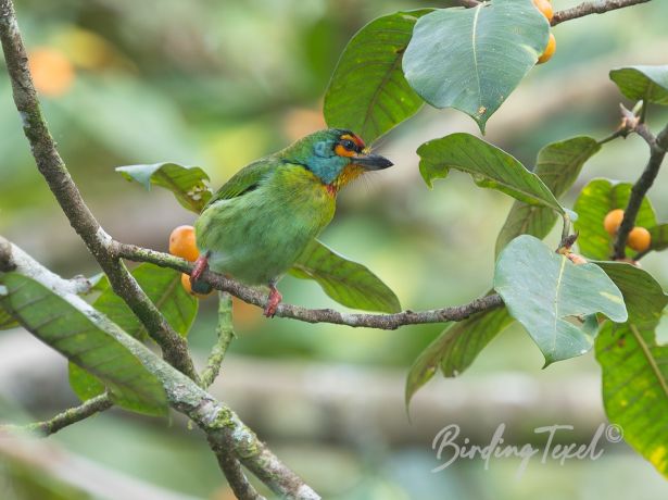 crimson throntedbarbet