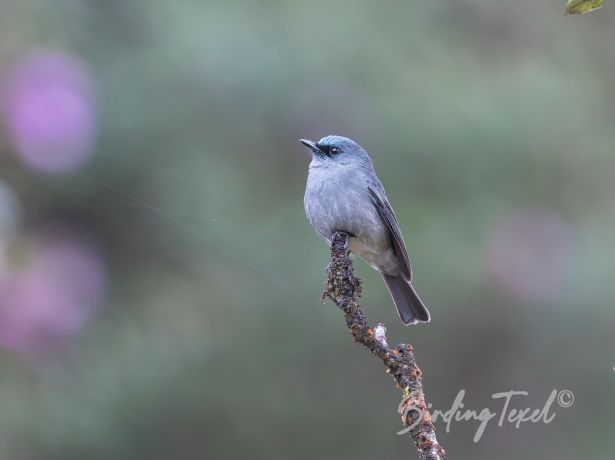 dull blueflycatcher