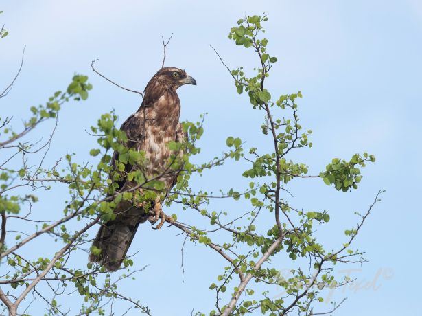 easternhoney buzzard