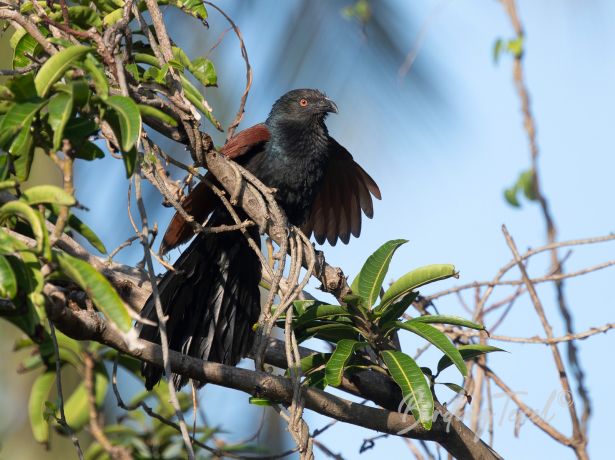 greatercoucal