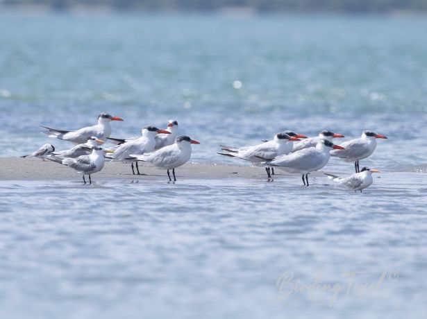 greatercrestedtern