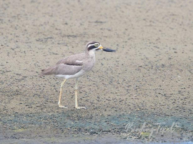 greatthick knee