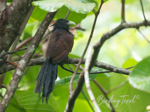 green billedcoucal