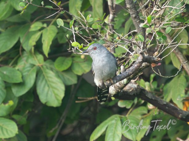 grey belliedcuckoo