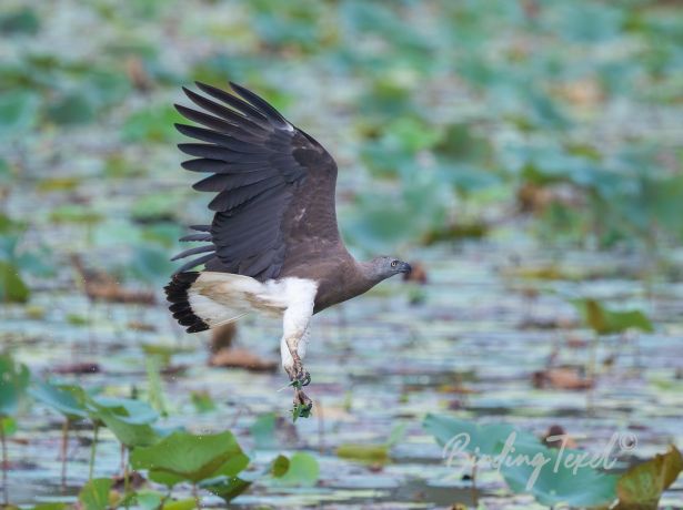 grey headedfisheagle