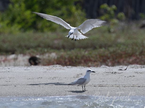 gull billedtern