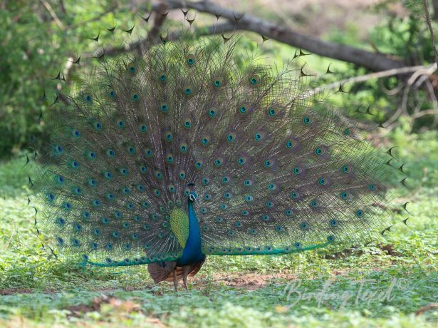 indianpeafowl