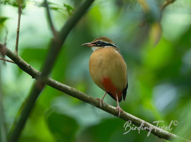 indianpitta