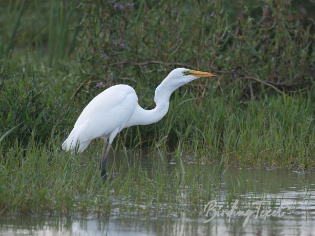 intermediateegret08122019