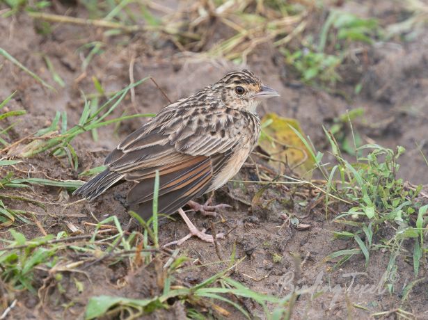 jerdon sbushlark