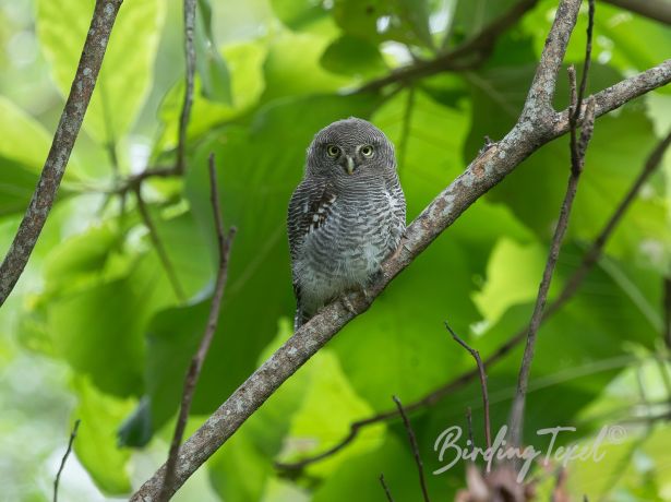 jungleowlet