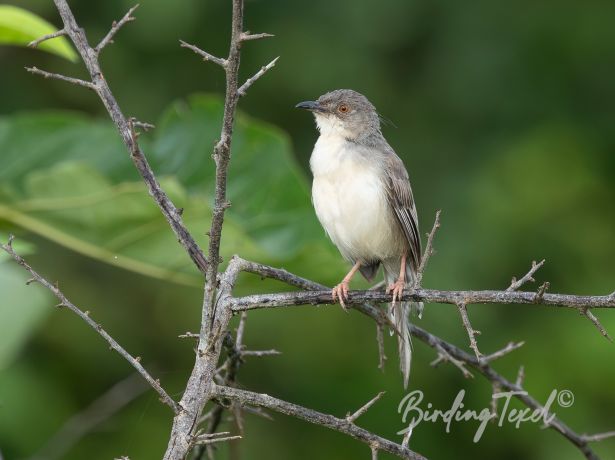 jungleprinia