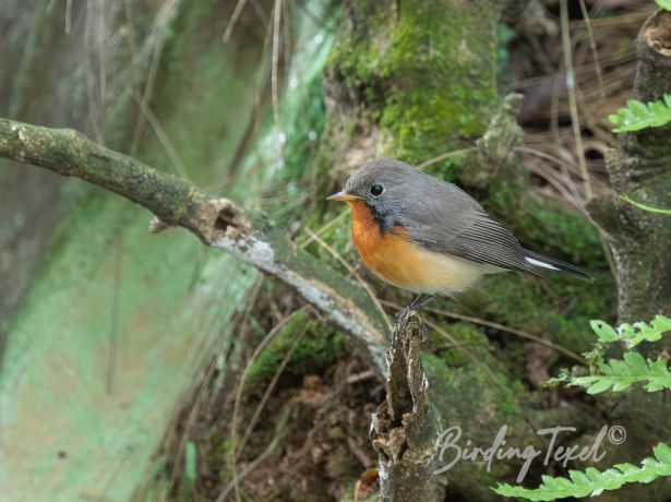 kashmirflycatcher