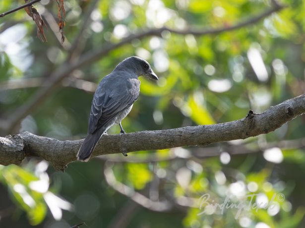 largecuckooshrike