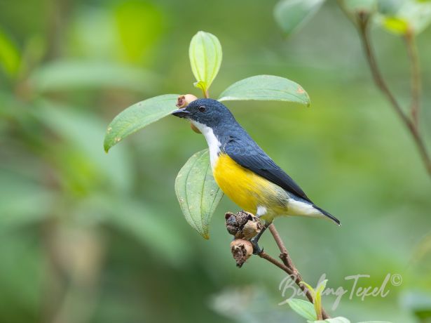 legge sflowerpecker