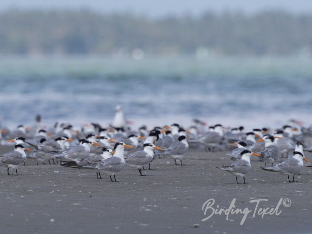 lessercrestedtern